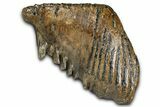 Gorgeous, Fossil Woolly Mammoth Upper M Molar - Poland #370385-2